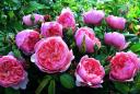 The Alnwick® Rose