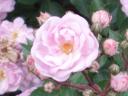 floribunda3_fiore.jpg