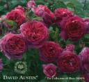 Catalogo David Austin 2008