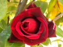 rosa rossa scura