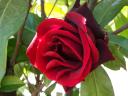 rosa rossa scura