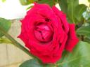 rosa rossa scura