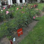 Monza La rosa dell'anno, categoria HT, 3° medaglia d'argento, Michèle Richardier