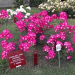 Monza Rosa dell'anno 2009 Shrub Climber Ground Cover Miniature medaglia d'argento Velle