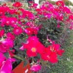 Monza, Rosa dell'anno, categoria Floribunde, medaglia d'oro - Michèle Richardier