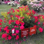 Monza Rosa dell'anno 2009 Shrub Climber Ground Cover Miniature medaglia d'oro Travers