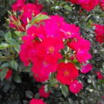 Monza Rosa dell'anno 2009 Shrub Climber Ground Cover Miniature medaglia d'oro Travers